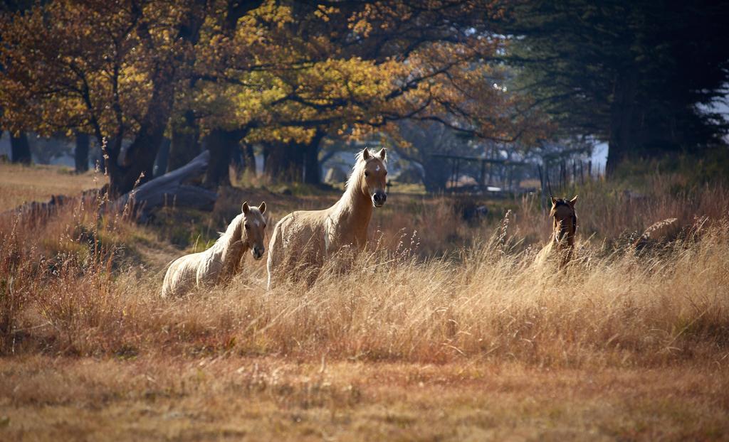 Dynasty Red Mountain Ranch Appartement Clarens Buitenkant foto